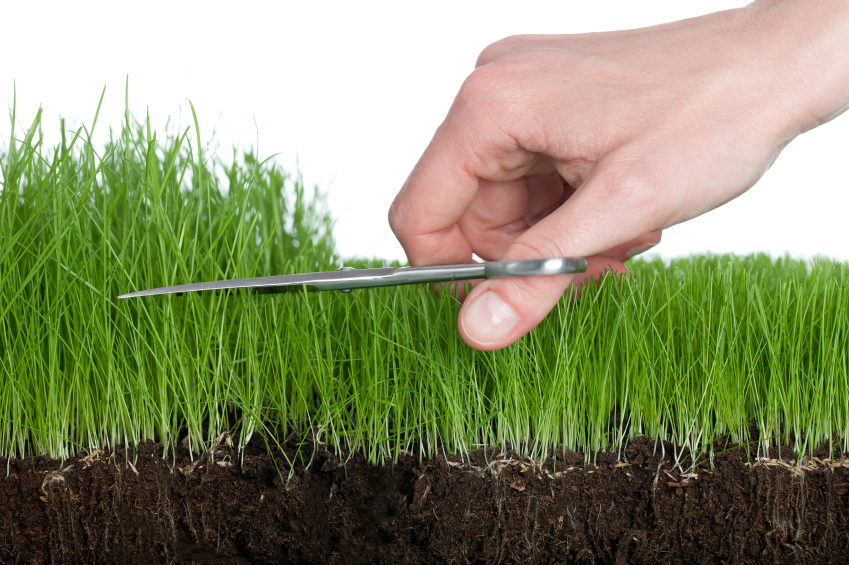 Toro Lawn Mowers A Buying Guide Yard & Nursery Depot